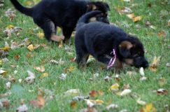 2012-10-12chiotsholi024.jpg