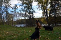 2012-10-12chiotsholi057.jpg