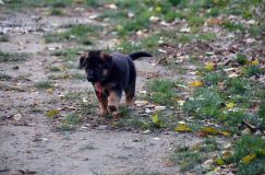 2012-10-12chiotsholi089.jpg