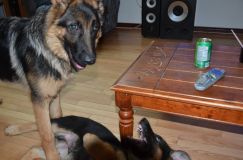 2012-10-13chien001.jpg