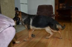 2012-10-13chien002.jpg