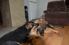 2012-10-13chien003.jpg