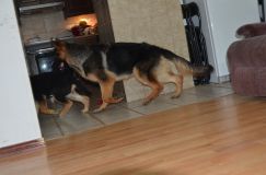 2012-10-13chien005.jpg