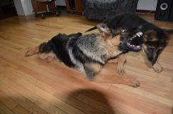 2012-10-13chien009.jpg