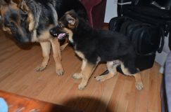 2012-10-13chien013.jpg