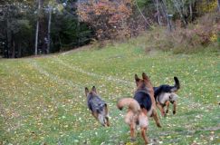 2012-10-16-leschiens001.jpg