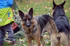 2012-10-16-leschiens016.jpg