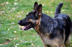 2012-10-16-leschiens017.jpg