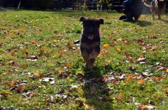2012-10-20chiotholi024.jpg