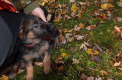 2012-10-20chiotholi060.jpg