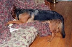 2012-10-22chien001.jpg