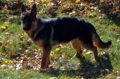 2012-10-22chien007.jpg