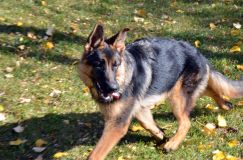 2012-10-22chien009.jpg