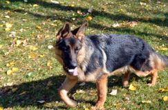 2012-10-22chien010.jpg