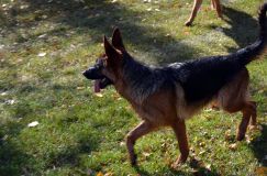 2012-10-22chien011.jpg