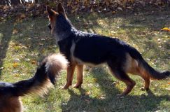 2012-10-22chien012.jpg