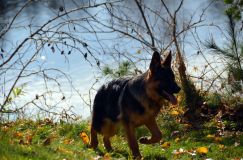 2012-10-22chien015.jpg