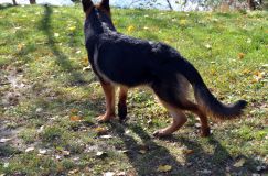 2012-10-22chien016.jpg