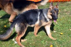 2012-10-22chien017.jpg