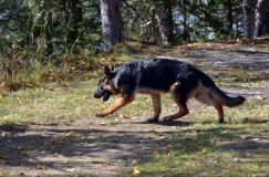 2012-10-22chien018.jpg