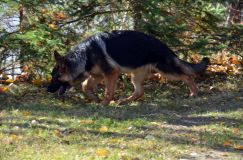 2012-10-22chien019.jpg