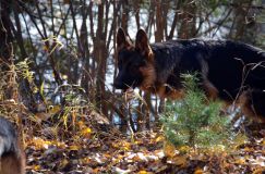 2012-10-22chien021.jpg