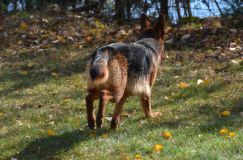 2012-10-22chien023.jpg