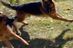 2012-10-22chien027.jpg