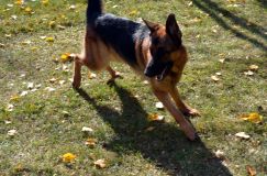 2012-10-22chien028.jpg