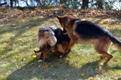 2012-10-22chien030.jpg