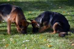 2012-10-22chien032.jpg