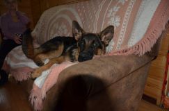 2012-10-30-chienchiot001.jpg