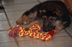 2012-10-30-chienchiot014.jpg