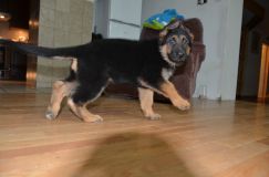 2012-10-30-chienchiot016.jpg