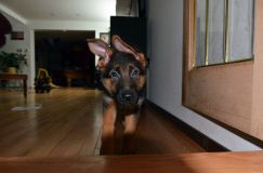 2012-26-bergerallemand007.jpg