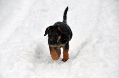2012-27-chiotroxy-bergerallemand026.jpg