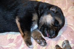 Nom du fichier=2012-7-26chiots004.jpg
Taille du fichier=221Ko
Dimensions : 1200x795
Ajouté le : 26 Juillet 2012 2012-7-26chiots004.jpg