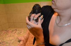 Nom du fichier=2012-7-26chiots008.jpg
Taille du fichier=111Ko
Dimensions : 1200x795
Ajouté le : 26 Juillet 2012 2012-7-26chiots008.jpg