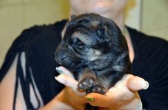 2012-7-26chiots010.jpg