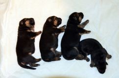 Nom du fichier=2012-7-26chiots012.jpg
Taille du fichier=126Ko
Dimensions : 1200x795
Ajouté le : 26 Juillet 2012 2012-7-26chiots012.jpg