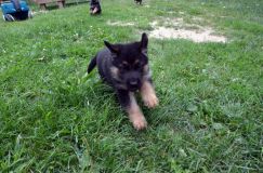 2012-juil-01-puppylady001.jpg