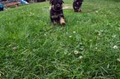 2012-juil-01-puppylady002.jpg