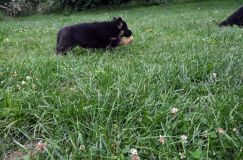 2012-juil-01-puppylady003.jpg