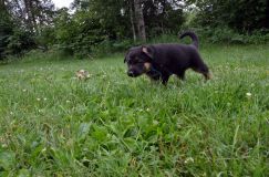 2012-juil-01-puppylady005.jpg