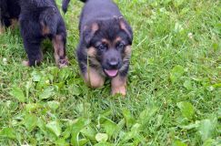 2012-juil-01-puppylady007.jpg