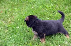 2012-juil-01-puppylady008.jpg