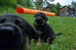 2012-juil-01-puppylady009.jpg