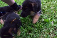 2012-juil-01-puppylady010.jpg