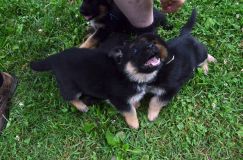 2012-juil-01-puppylady011.jpg