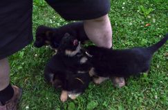 2012-juil-01-puppylady012.jpg